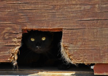 Cat hiding in a barn. clipart