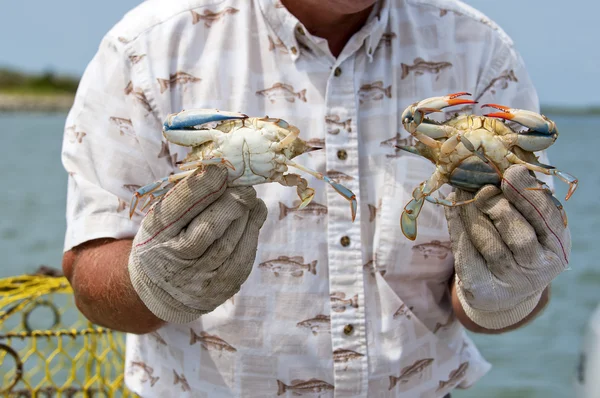 stock image Fisherman showing a male and female blue crab ( Callinectes sapidus).