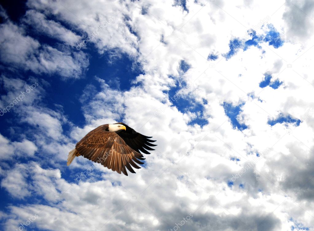 Bald Eagle flying in a beautiful blue sky.