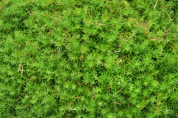 stock image Green leaves