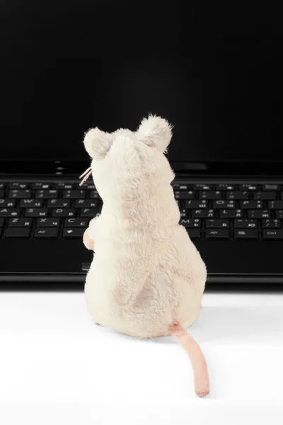 Laptop og mus - Stock-foto