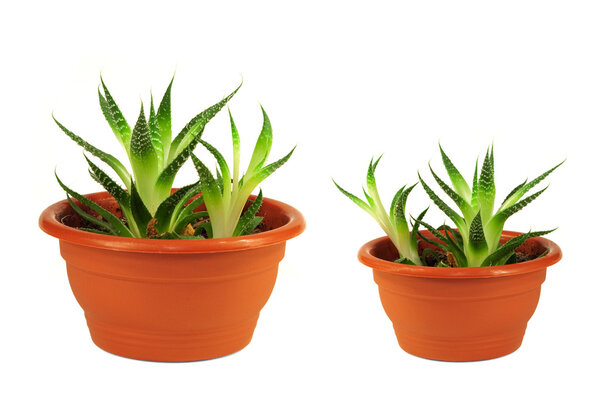 Two green flower pots