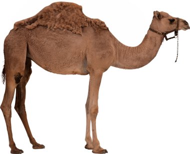 Camel clipart