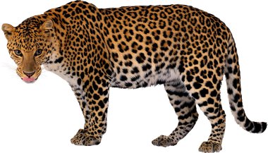 leopar