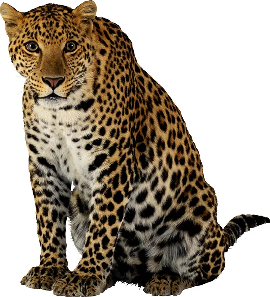 Леопард — стокове фото