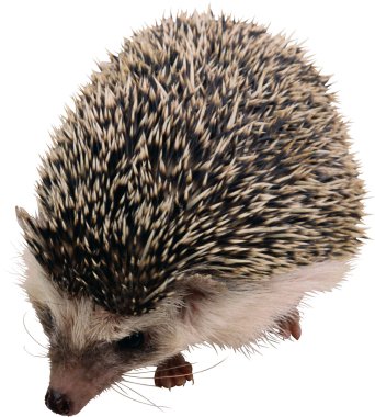 Hedgehog clipart