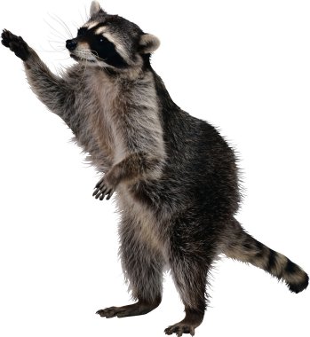 Raccoon clipart