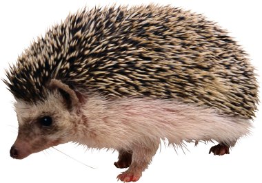 Hedgehog clipart