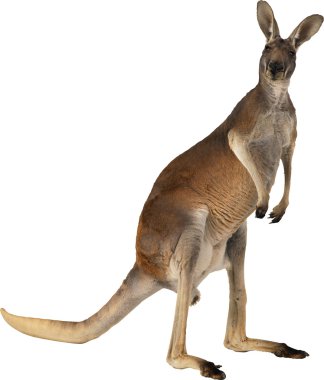 Kangaroo clipart