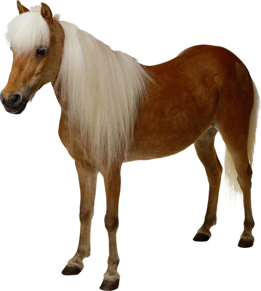 Kůň — Stock fotografie