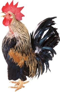 Cock clipart