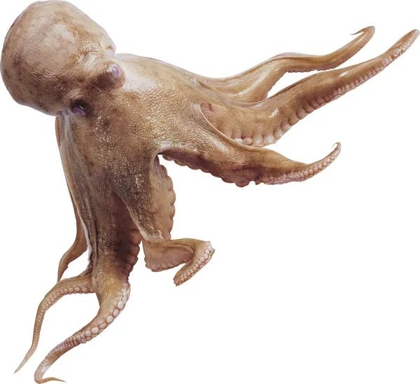 Pulpo — Foto de Stock