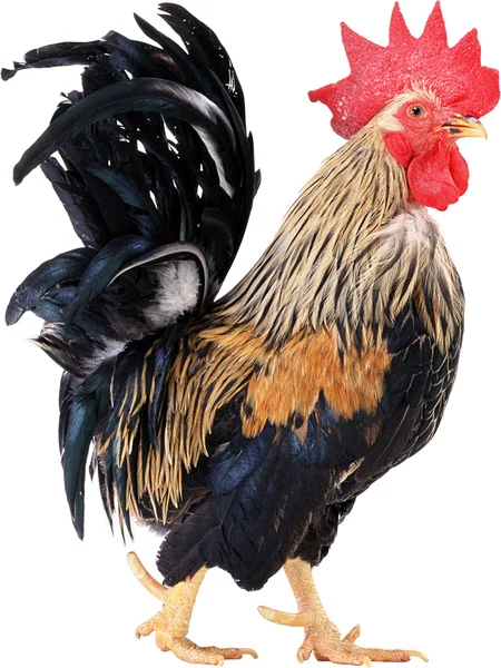 stock image Cock