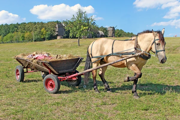 Paard en wagen — Stockfoto