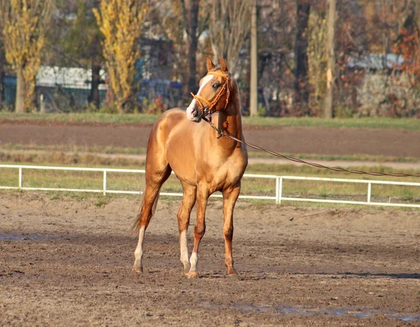 Cavallo giovane — Foto Stock