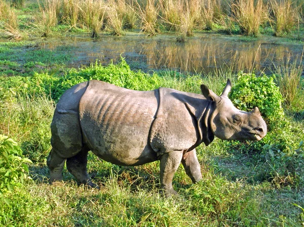 Indio rinoceronte con cuernos en el parque nacional Royal Chitwan en Nepal —  Fotos de Stock
