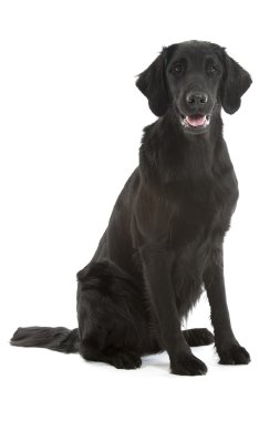 Black flat coated retriever clipart