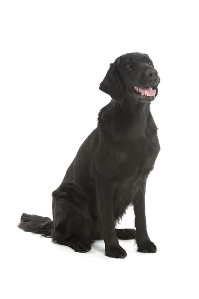 黑色平涂的猎犬 — 图库照片