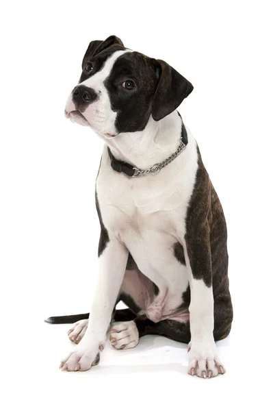 Amerikanischer Staffordshire Terrier — Stockfoto
