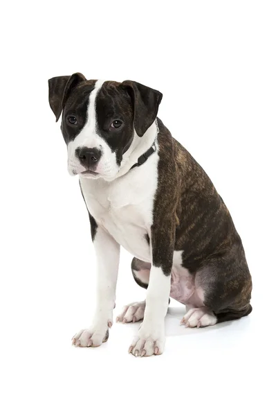 American Staffordshire Terrier Royalty Free Stock Photos