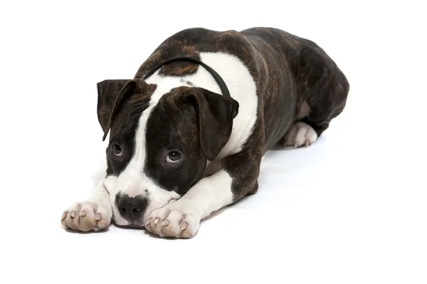 Amerikanischer Staffordshire Terrier — Stockfoto