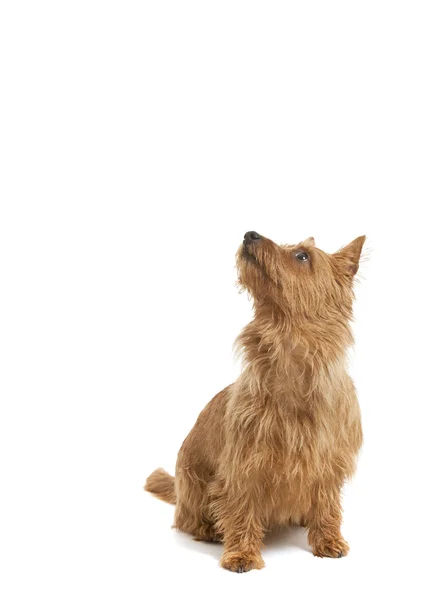 Australischer Terrier — Stockfoto