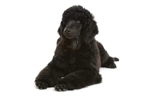 Zwarte poedel pup — Stockfoto