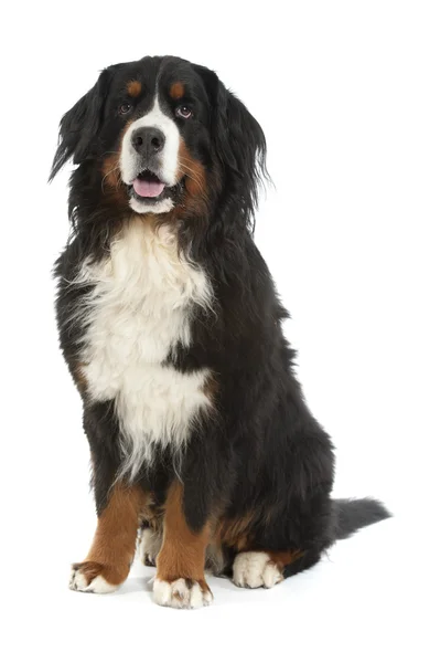 Бернерская собака-сеньор — стоковое фото