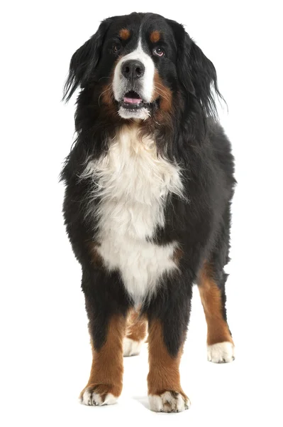 バーナー千年犬 — ストック写真
