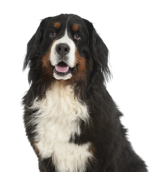Бернерская собака-сеньор — стоковое фото