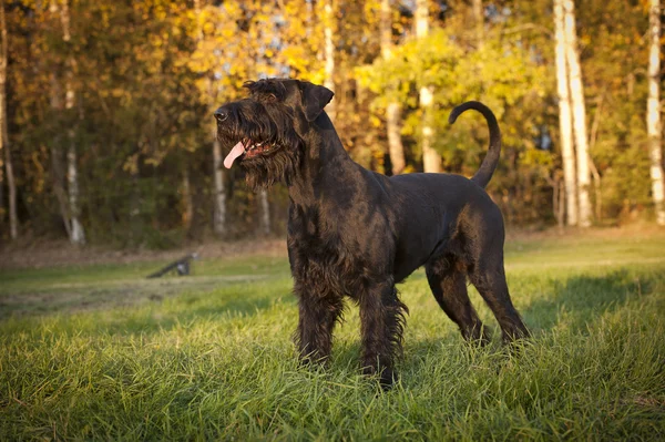 Райзеншнауцеровская собака — стоковое фото