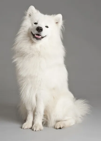 Szamojéd kutya — Stock Fotó