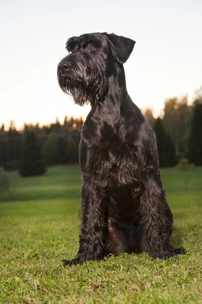 Райзеншнауцеровская собака — стоковое фото