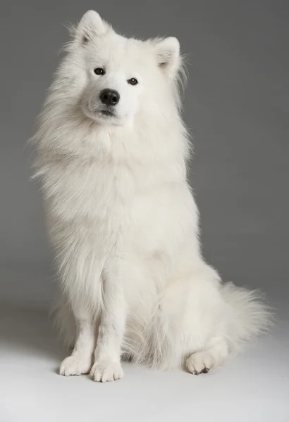 Samojed pes — Stock fotografie