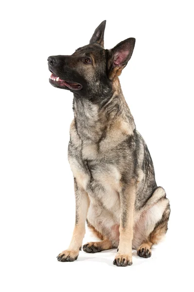 Gri Alman çoban köpeği — Stok fotoğraf