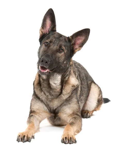 灰色のジャーマン ・ シェパード犬 — ストック写真