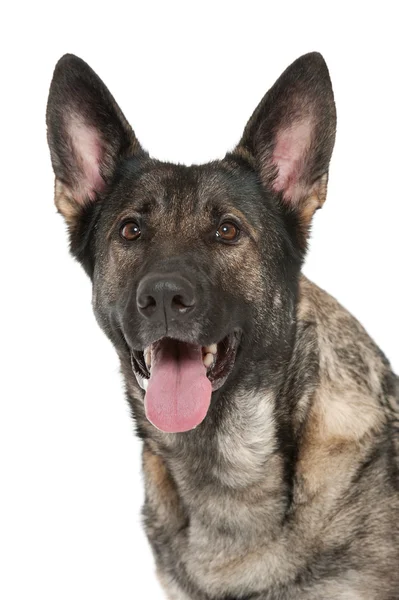 灰色のジャーマン ・ シェパード犬 — ストック写真
