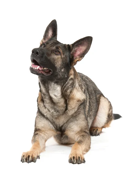 Grey german shepherd dog — Stock Photo, Image