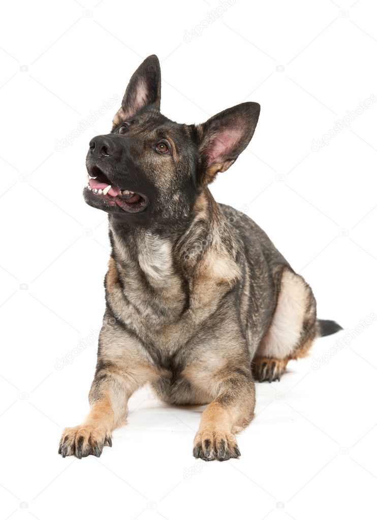 Grey German Shepherd Dog Stock Photo Image By C Andreasgradin 4098812