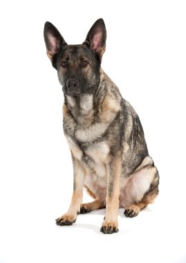 Grey german shepherd dog clipart