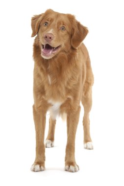 Nova Scotia Duck Tolling Retriever clipart