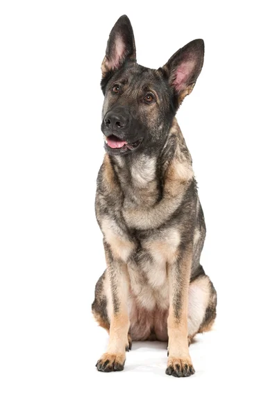 Gri Alman çoban köpeği — Stok fotoğraf