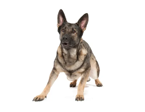 Cinza cão pastor alemão — Fotografia de Stock
