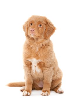 Nova Scotia Duck Tolling Retriever clipart