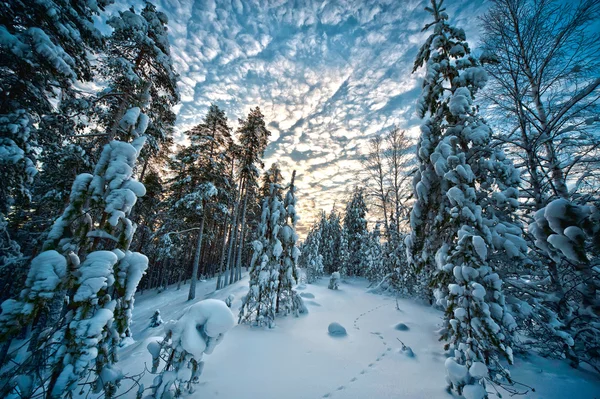Winter Scenery North Sweden — Stock Photo, Image