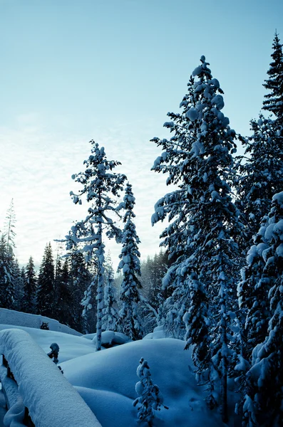 在瑞典北部的冬季风光 — 图库照片