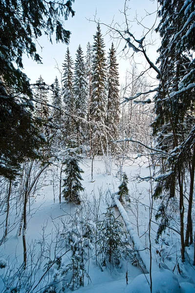 Een Winter Landschap Het Noorden Van Zweden — Stockfoto