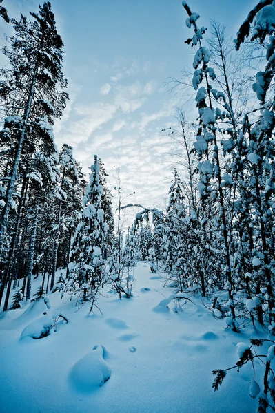 Paisaje Invernal Norte Suecia — Foto de Stock