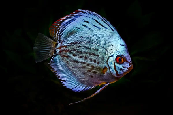 Colorful Tropical Fish Spieces Veija Zonata — Stock Photo, Image