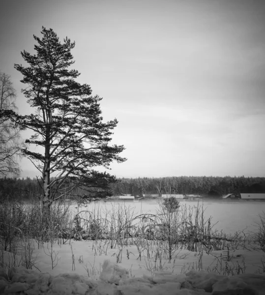 Zimowej Scenerii Północnej Szwecji — Zdjęcie stockowe